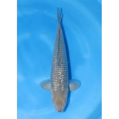 KGE.58 GINRIN SORAGOI